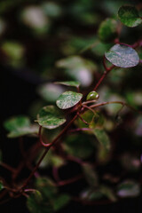 Muehlenbeckia Spotlight