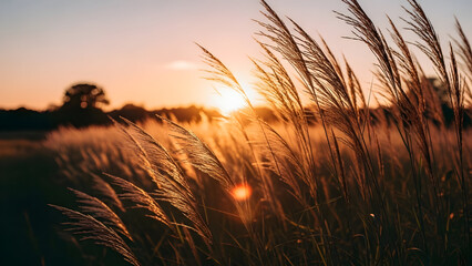 Naklejka premium Experience the golden hour glow as the sun sets over a serene field of wheat, promising a bountiful harvest and a peaceful end to the day's work.