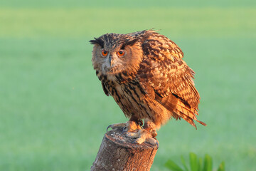 Eurasian eagle-owl stands on a log in the early morning.