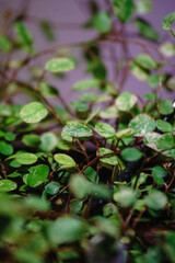 Muehlenbeckia Spotlight
