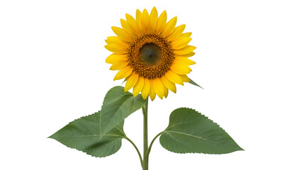 Fototapeta premium Photo of a sunflower with yellow petals, green stem, wide leaves, dark center, backdrop, front view, isolated on transparent background
