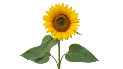 Photo of a sunflower with yellow petals, green stem, wide leaves, dark center, backdrop, front view, isolated on transparent background
