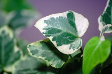 Hedera White Wonder