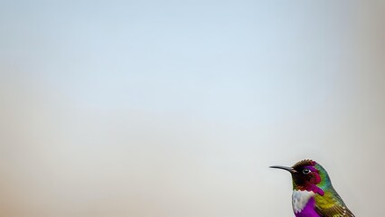 Naklejka premium Tiny hummingbird with iridescent purple head and green body perched against soft blurred background with copy space for text and design elements.