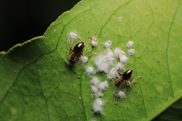 Black carpenter ant macro photo	