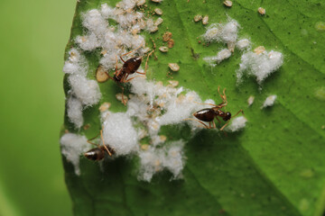 Black carpenter ant macro photo	