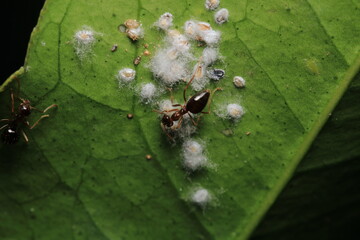Black carpenter ant macro photo	