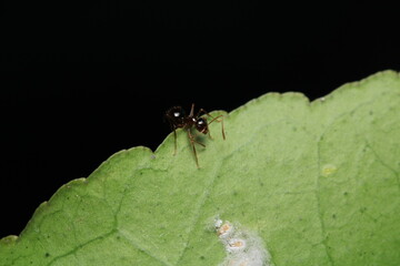 Black carpenter ant macro photo	