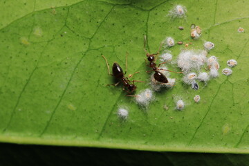 Black carpenter ant macro photo	
