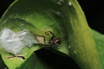 xysticus kochi spider macro photo	
