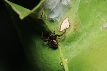 xysticus kochi spider macro photo	