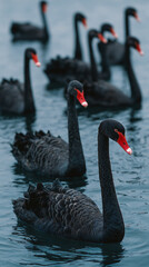 Aerial view of flock of black swans. Flock of black swans in the calm water. Flock of swans gliding on calm water. Environment protection concept