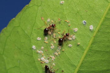 Black carpenter ant macro photo	