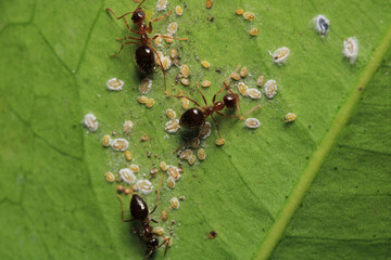 Black carpenter ant macro photo	
