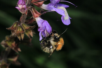 honey bee photo in natural pumpkin flower	