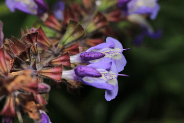 natural purple salvia miltiorrhiza photo	
