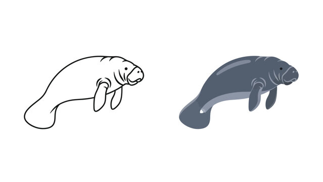 Simple cartoon drawing of a gentle manatee outline next to a detailed colored illustration showing the large aquatic marine mammal swimming peacefully in water