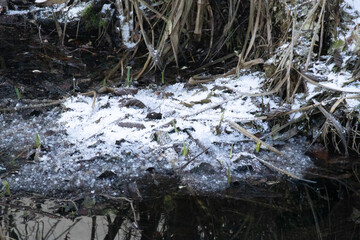 New green shoots emerging from snow and icy ground at a pond edge