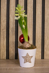 White hyacinth flower plant in a decorative pot with a christmas ornament on a wooden background