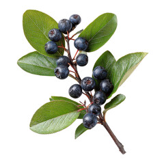 Fresh blueberries with leaves on transparent background
