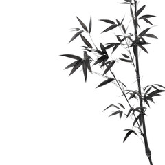Black and White Bamboo Plant on Transparent Background