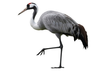Domestic Crane Bird on Transparent Background for Creative Projects