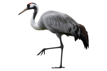 Domestic Crane Bird on Transparent Background for Creative Projects