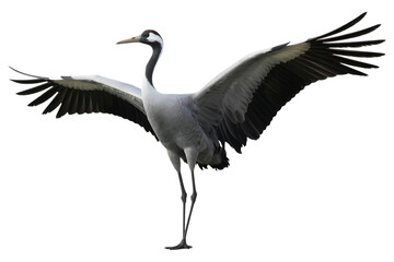 Domestic Crane Bird Isolated on Transparent Background 