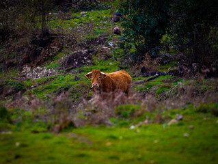Brown cattle standing quietly in open grassland, conveying a peaceful rural scene and the...
