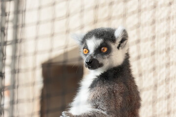 Fototapeta premium ワオキツネザル