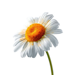 White Daisy Flower with Yellow Center on Transparent Background