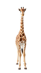 Obraz premium Tall, animated giraffe with distinctive brown and cream spots stands upright, showcasing its long neck and gentle expression