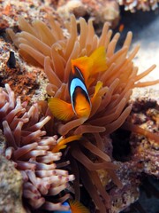 anemone fish