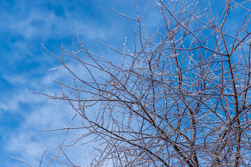 Frozen branches in ice. Selective focus.