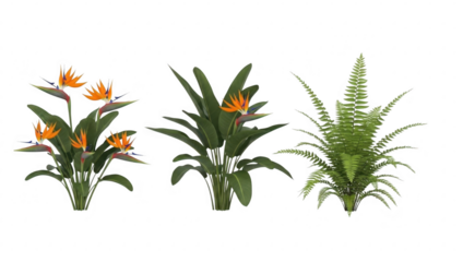 Exotic tropical plants and lush green fern for vibrant garden and interior designs isolated on transparent background