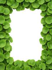 Fresh green centella asiatica leaves frame border on transparent background