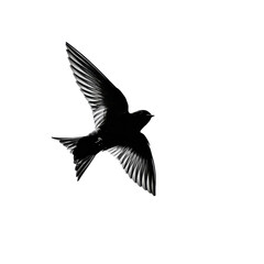 Obraz premium Silhouette of two birds flying on transparent background