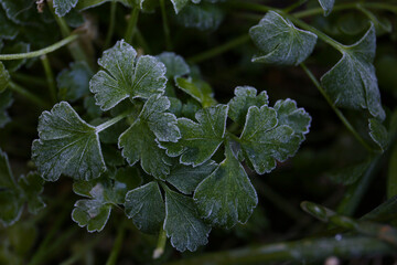 green herb leaves covered with frost