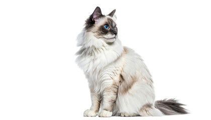 Obraz premium Fluffy cat with blue eyes and long fur sits, looking to the side against black