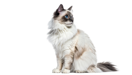 Fluffy cat with blue eyes and long fur sits, looking to the side against black