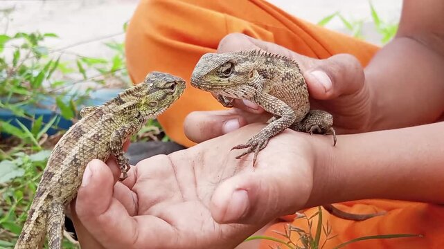School holidays are often used by children to play and hunt invasive garden chameleons (Calotes Versicolor) to be used as toys and pets because of their attractive and harmless appearance.