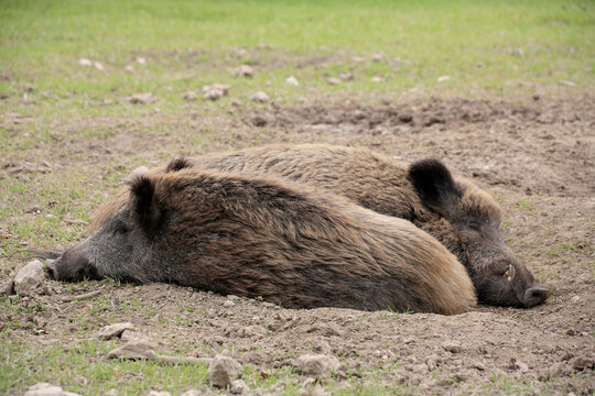 Wildschwein (Sus scrofa) zwei tiere schlafen nebeneinander 
