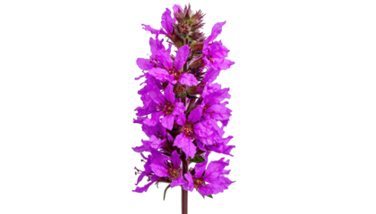 A tall, vibrant purple flower spike against a solid black background