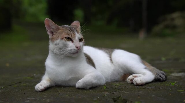 A calm calico cat lies on the ground in a lush outdoor park setting.