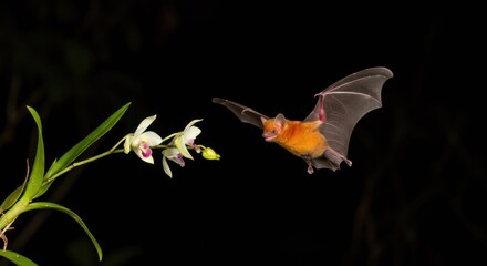 A bat hovers near white flowers with green leaves against a dark background