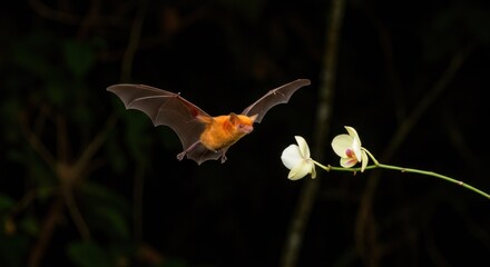 A bat in flight approaching a white flower against a dark background