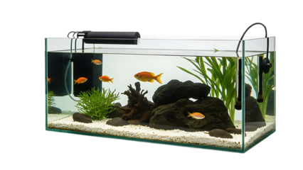 Beautiful aquarium with goldfish and aquatic plants