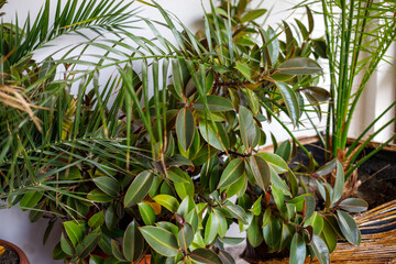 Indoor tropical plants with green leaves in modern interior, natural light, home decor, urban jungle, houseplants composition, cozy living space