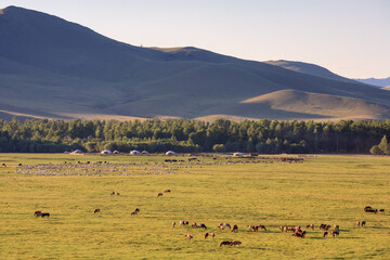 Mongolian steppe landscape with herds of horses and sheep near traditional yurts, in a green valley...