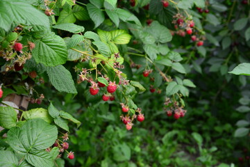 Ripe Red organic Raspberries on the Bush copy space